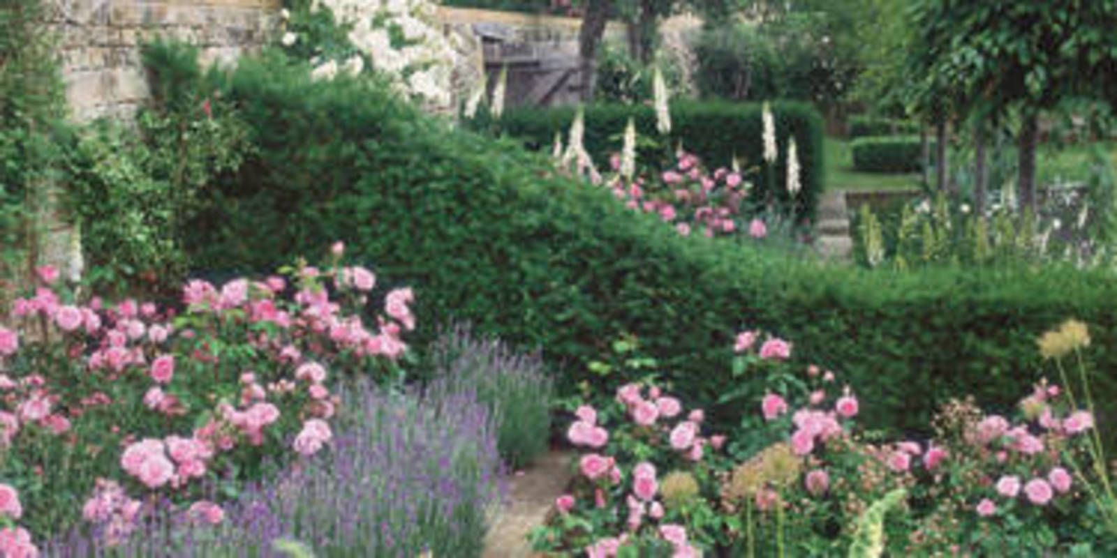 How to Grow a Rose Garden - Gardening Tips