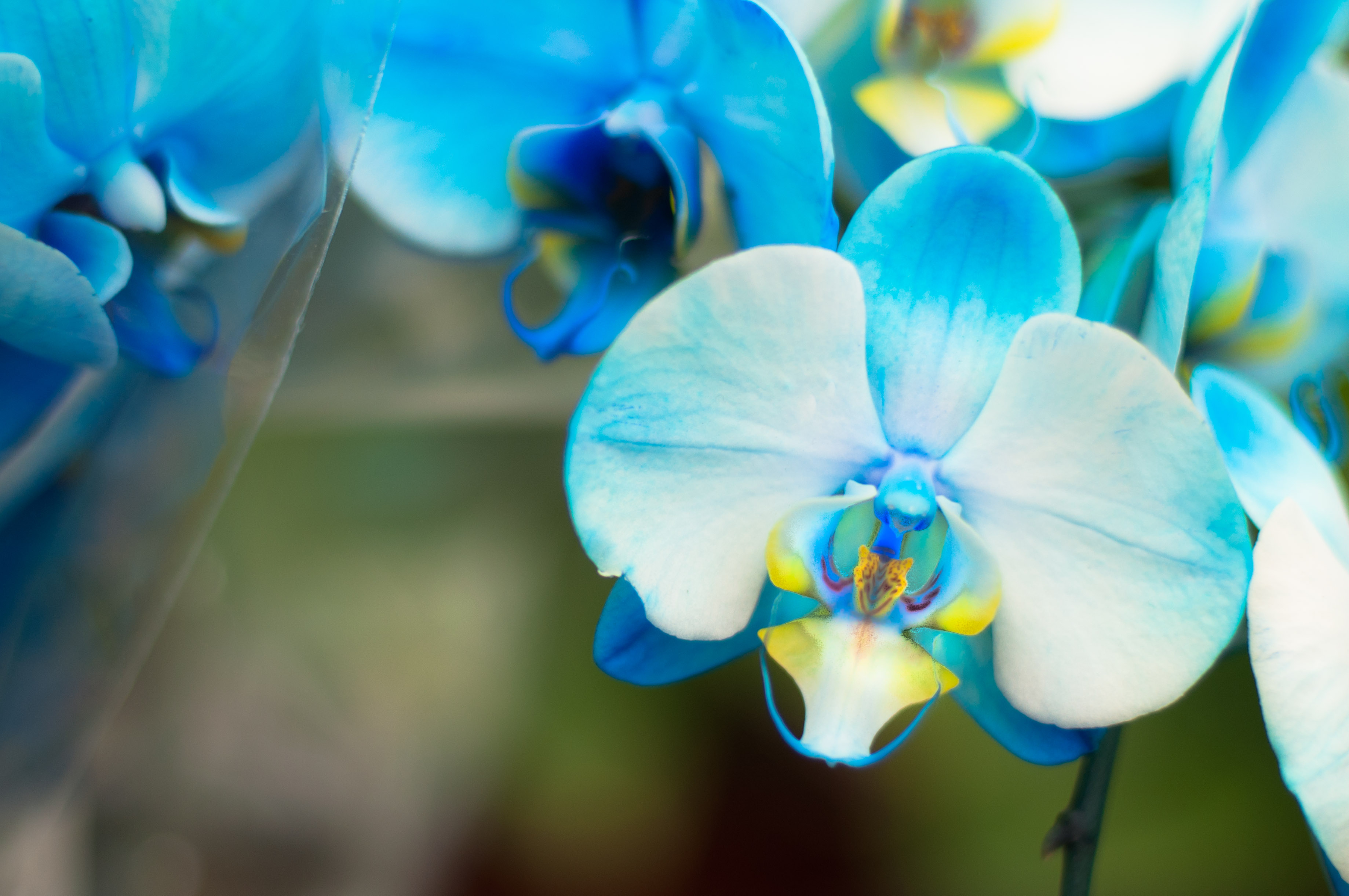 Things You Didn't Know About Orchids Orchid Fun Facts