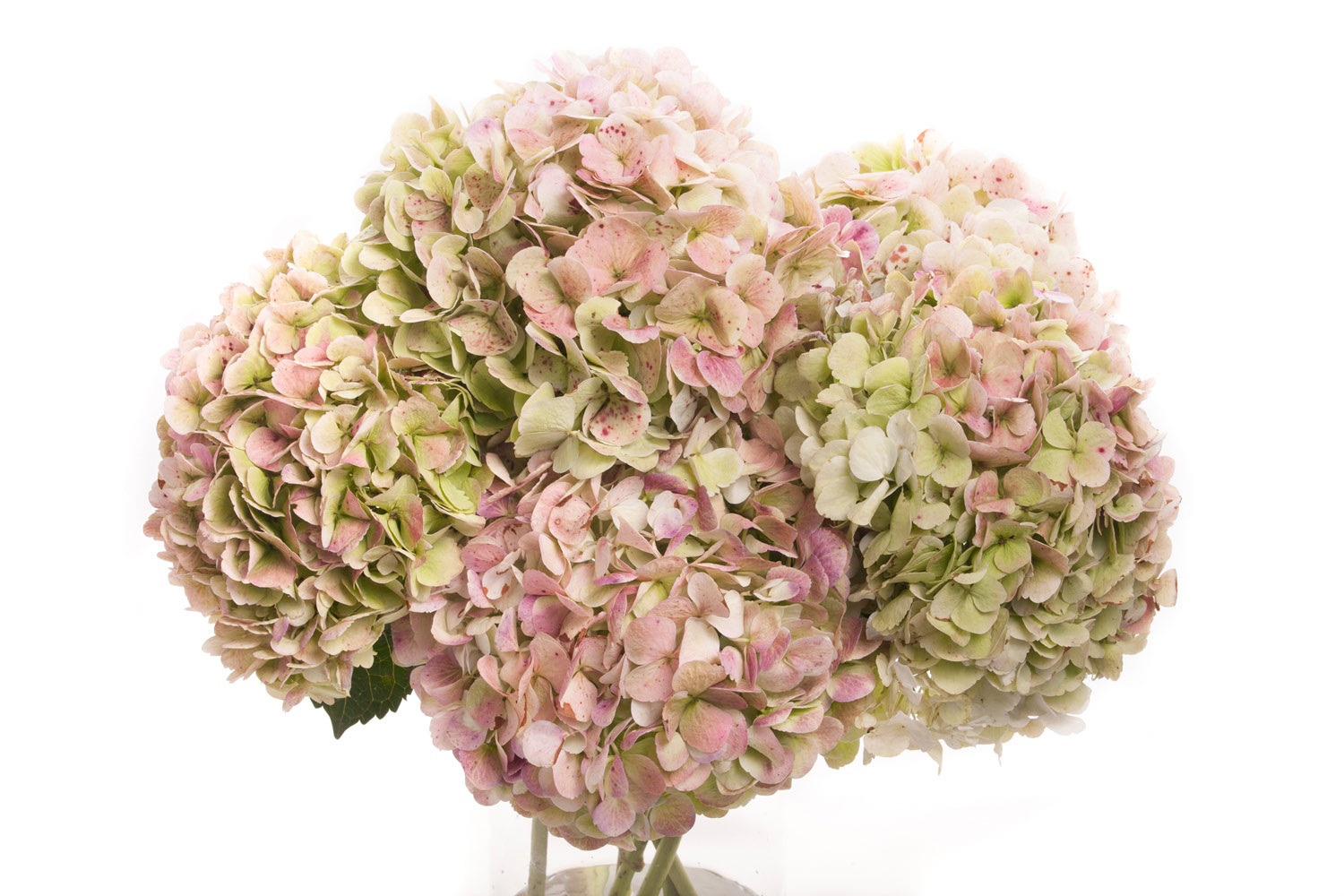 11 flowers you ll love just as much as mums 11 flowers you ll love just as much as mums