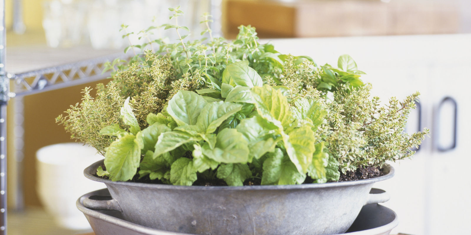 indoor garden food indoor food garden food you can grow inside indoor garden food indoor food garden food you can grow inside