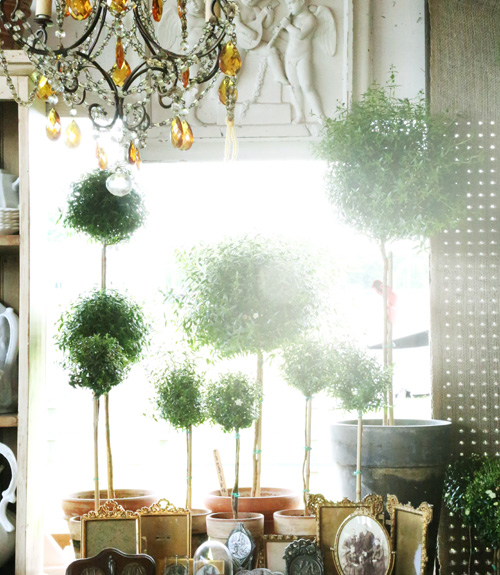 Proof That Garden Eye Candy Doesn't Require Flowers